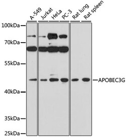 ABclonal Technology&nbsp;APOBEC3G Rabbit pAb