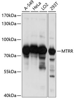 ABclonal Technology&nbsp;MTRR Rabbit pAb