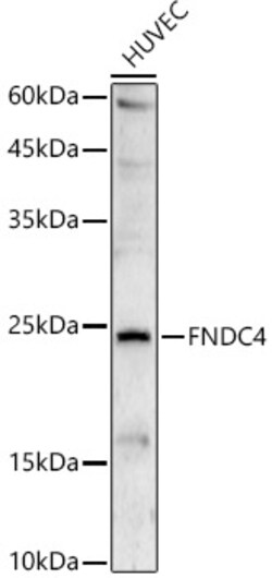 ABclonal Technology&nbsp;FNDC4 Rabbit pAb