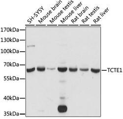 ABclonal Technology&nbsp;TCTE1 Rabbit pAb