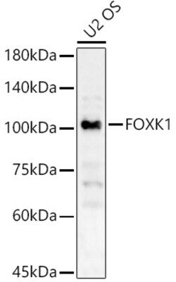 ABclonal Technology&nbsp;FOXK1 Rabbit pAb