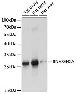 ABclonal Technology&nbsp;RNASEH2A Rabbit pAb