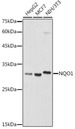 ABclonal Technology&nbsp;NQO1 Rabbit pAb