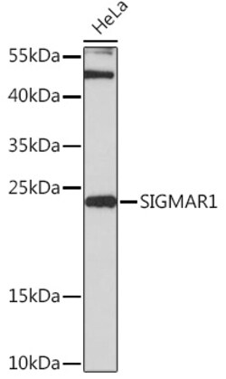ABclonal Technology&nbsp;SIGMAR1 Rabbit pAb