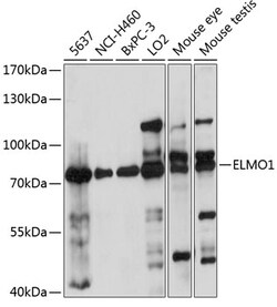 ABclonal Technology&nbsp;ELMO1 Rabbit pAb