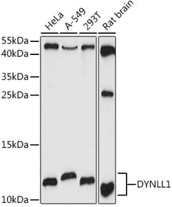 ABclonal Technology&nbsp;DYNLL1 Rabbit pAb