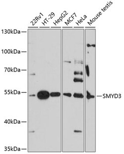 ABclonal Technology&nbsp;SMYD3 Rabbit pAb