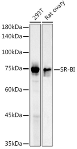 ABclonal Technology&nbsp;SR-BI Rabbit pAb