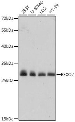 ABclonal Technology&nbsp;REXO2 Rabbit pAb