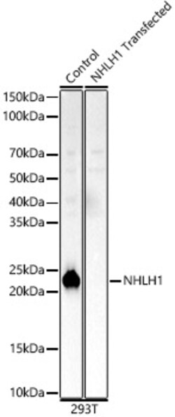 ABclonal Technology&nbsp;NHLH1 Rabbit pAb