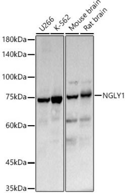 ABclonal Technology&nbsp;NGLY1 Rabbit pAb