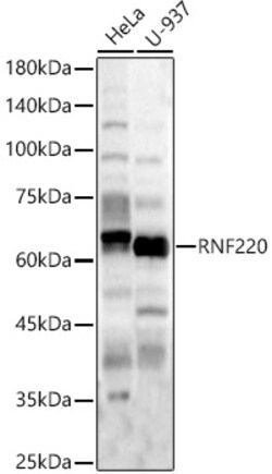 ABclonal Technology&nbsp;RNF220 Rabbit pAb