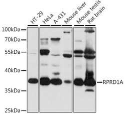 ABclonal Technology&nbsp;RPRD1A Rabbit pAb