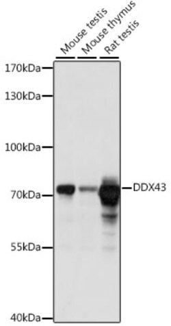 ABclonal Technology&nbsp;DDX43 Rabbit pAb