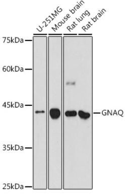 ABclonal Technology&nbsp;GNAQ Rabbit pAb