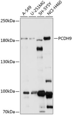 ABclonal Technology&nbsp;PCDH9 Rabbit pAb