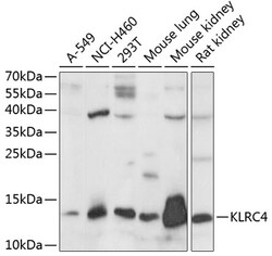 ABclonal Technology&nbsp;KLRC4 Rabbit pAb