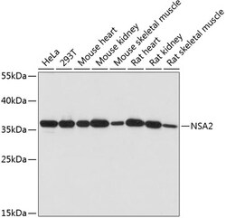 ABclonal Technology&nbsp;NSA2 Rabbit pAb