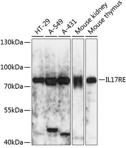 ABclonal Technology&nbsp;IL17RE Rabbit pAb