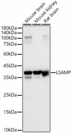 ABclonal Technology&nbsp;LSAMP Rabbit pAb