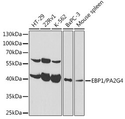 ABclonal Technology&nbsp;[KO Validated] EBP1/PA2G4  Rabbit pAb