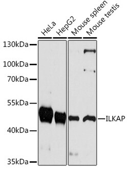 ABclonal Technology&nbsp;ILKAP Rabbit pAb