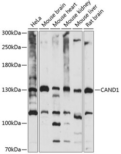 ABclonal Technology&nbsp;CAND1 Rabbit pAb