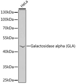 ABclonal Technology&nbsp;Galactosidase alpha (GLA) Rabbit pAb
