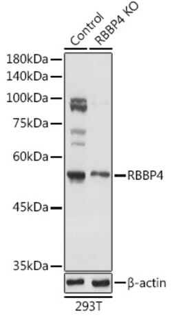 ABclonal Technology&nbsp;[KO Validated] RBBP4 Rabbit pAb