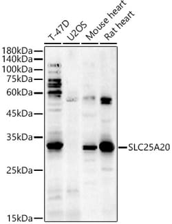 ABclonal Technology&nbsp;SLC25A20 Rabbit pAb