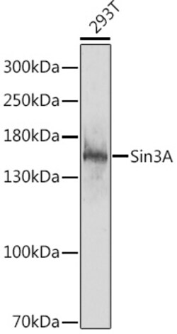 ABclonal Technology&nbsp;Sin3A Rabbit pAb
