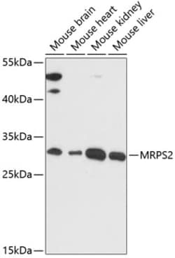 ABclonal Technology&nbsp;MRPS2 Rabbit pAb