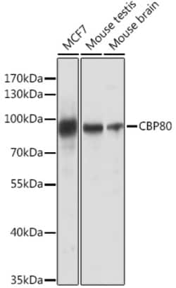ABclonal Technology&nbsp;CBP80 Rabbit pAb
