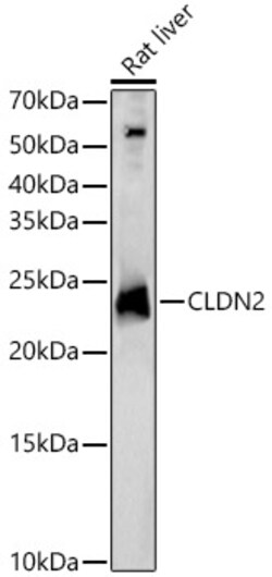 ABclonal Technology&nbsp;CLDN2 Rabbit pAb