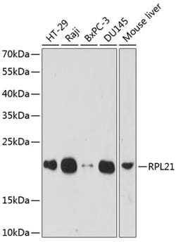 ABclonal Technology&nbsp;RPL21 Rabbit pAb