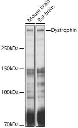 ABclonal Technology&nbsp;Dystrophin Rabbit pAb