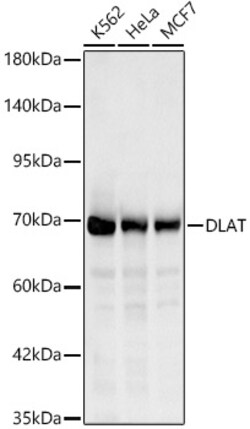 ABclonal Technology&nbsp;DLAT Rabbit pAb