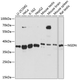 ABclonal Technology&nbsp;NGDN Rabbit pAb