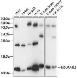 ABclonal Technology&nbsp;NDUFA4L2 Rabbit pAb