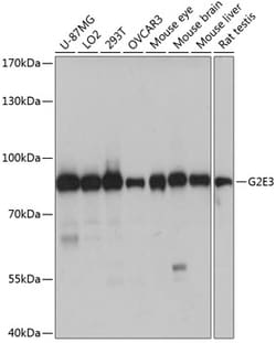 ABclonal Technology&nbsp;G2E3 Rabbit pAb