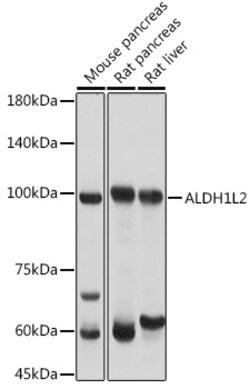 ABclonal Technology&nbsp;ALDH1L2 Rabbit pAb