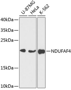 ABclonal Technology&nbsp;NDUFAF4 Rabbit pAb