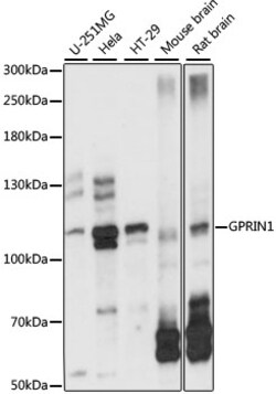 ABclonal Technology&nbsp;GPRIN1 Rabbit pAb