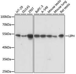 ABclonal Technology&nbsp;LIPH Rabbit pAb