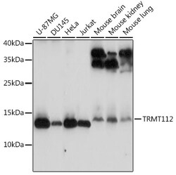 ABclonal Technology&nbsp;TRMT112 Rabbit pAb