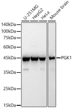 ABclonal Technology&nbsp;PGK1 Rabbit pAb