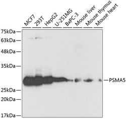 ABclonal Technology&nbsp;PSMA5 Rabbit pAb