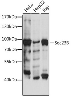 ABclonal Technology&nbsp;Sec23B Rabbit pAb