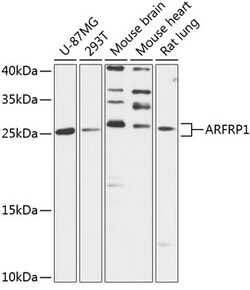 ABclonal Technology&nbsp;ARFRP1 Rabbit pAb
