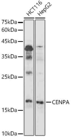 ABclonal Technology&nbsp;CENPA Rabbit pAb